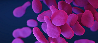Pink cells on black background